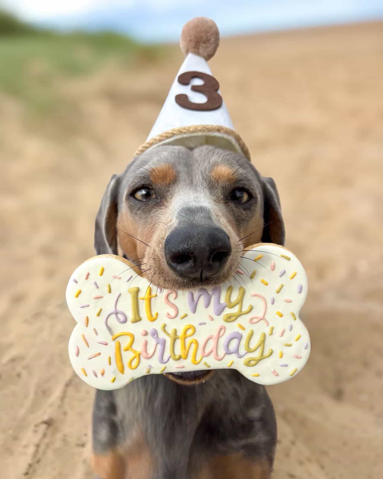 Celebration Bone