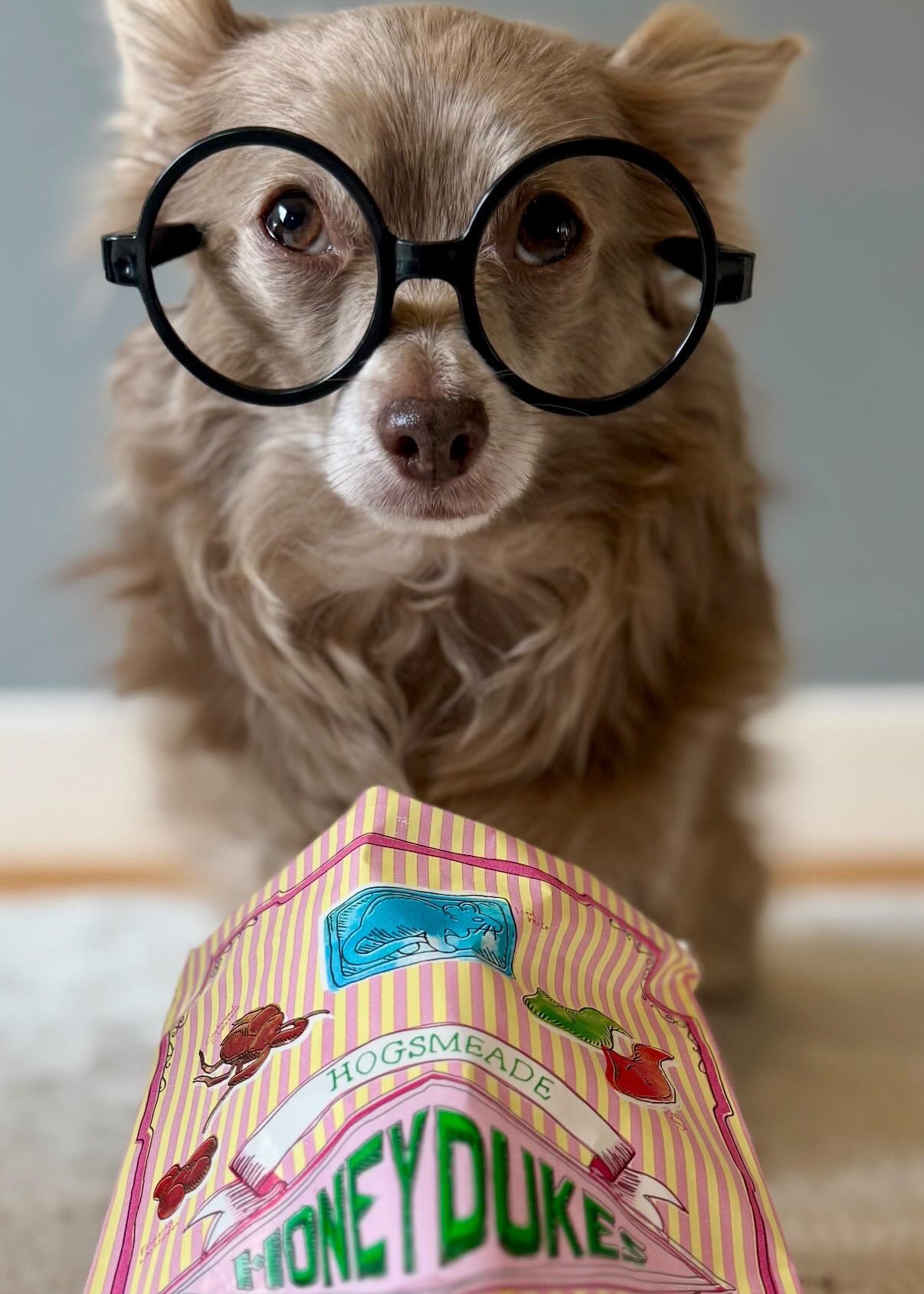 Harry Pawter Themed Box