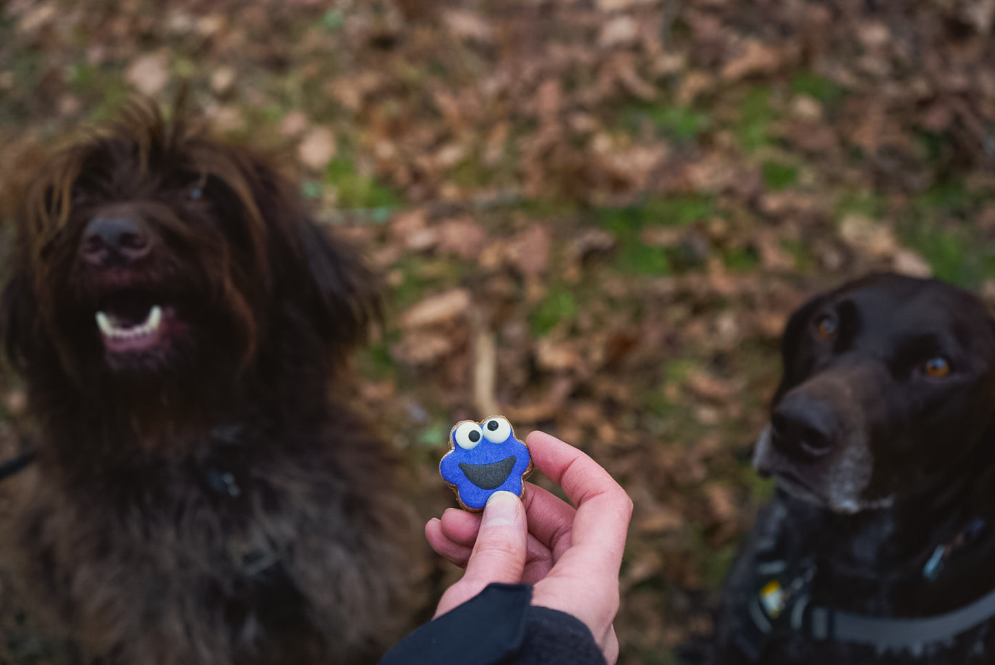 Cookie Monster Mini Cookies